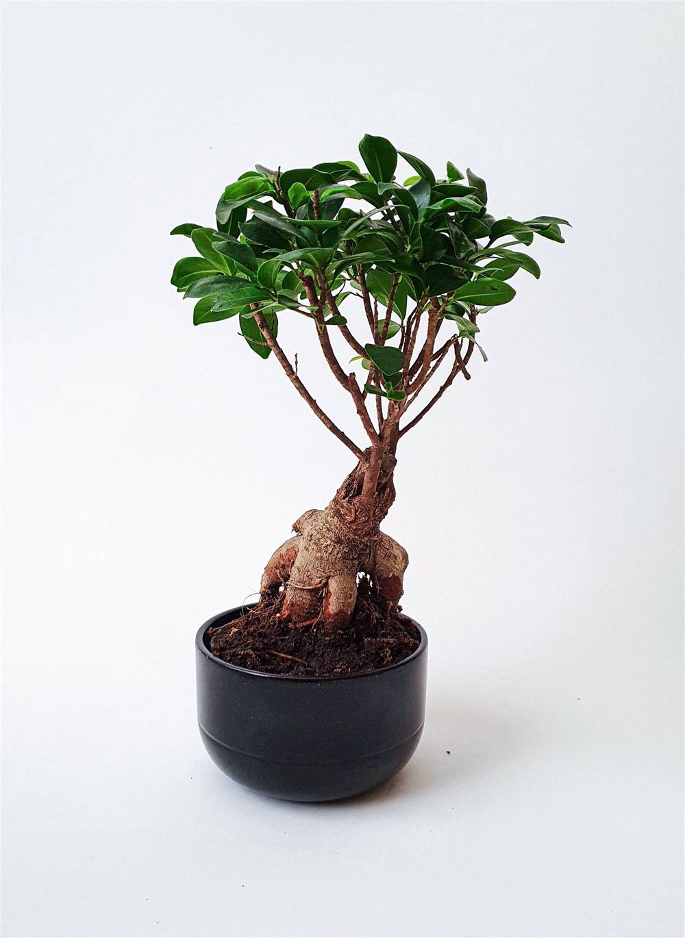 bonsai ficus pexels-elīna-arāja-4050790