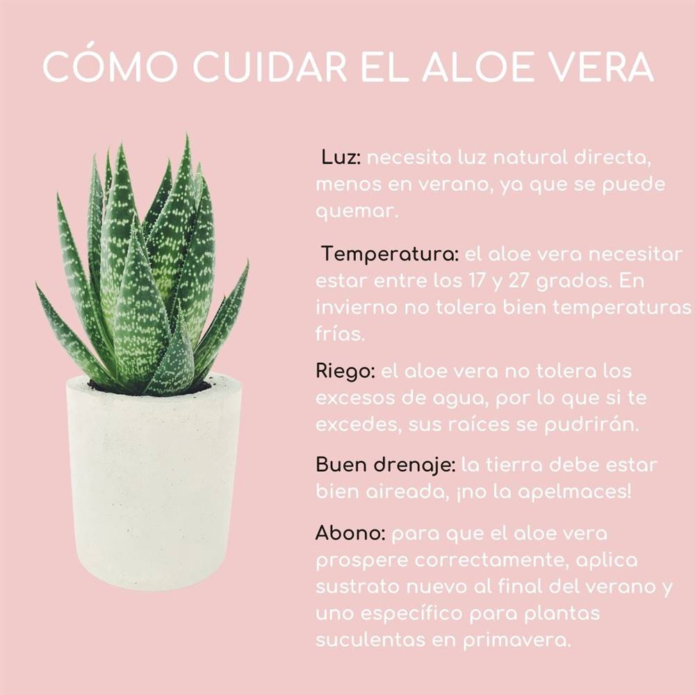 Aloe Vera: la planta medicinal que no puede faltar en casa