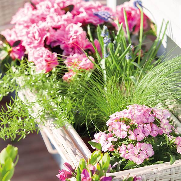 Azalea: la planta japonesa llena de flores que atrae la buena suerte a tu casa