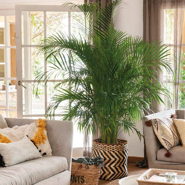 ¿Te gustan las palmeras de de interior? Estas son las 5 más resistentes para decorar tu casa