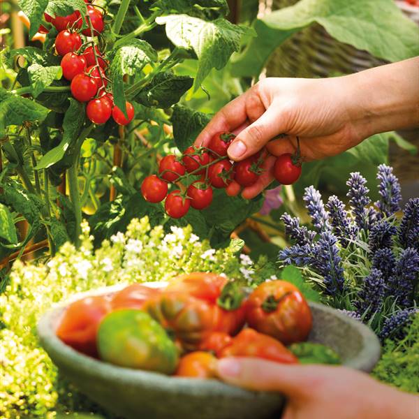 ¡Aprende a plantar tomates en tu balcón! La guía definitiva para que estén jugosos y sabrosos