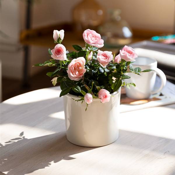 Rosal mini o pitiminí: cuáles son los cuidados de esta variedad de rosal ideal para tener dentro de casa