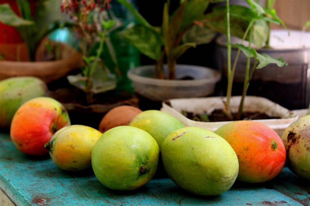 como cultivar mango en maceta