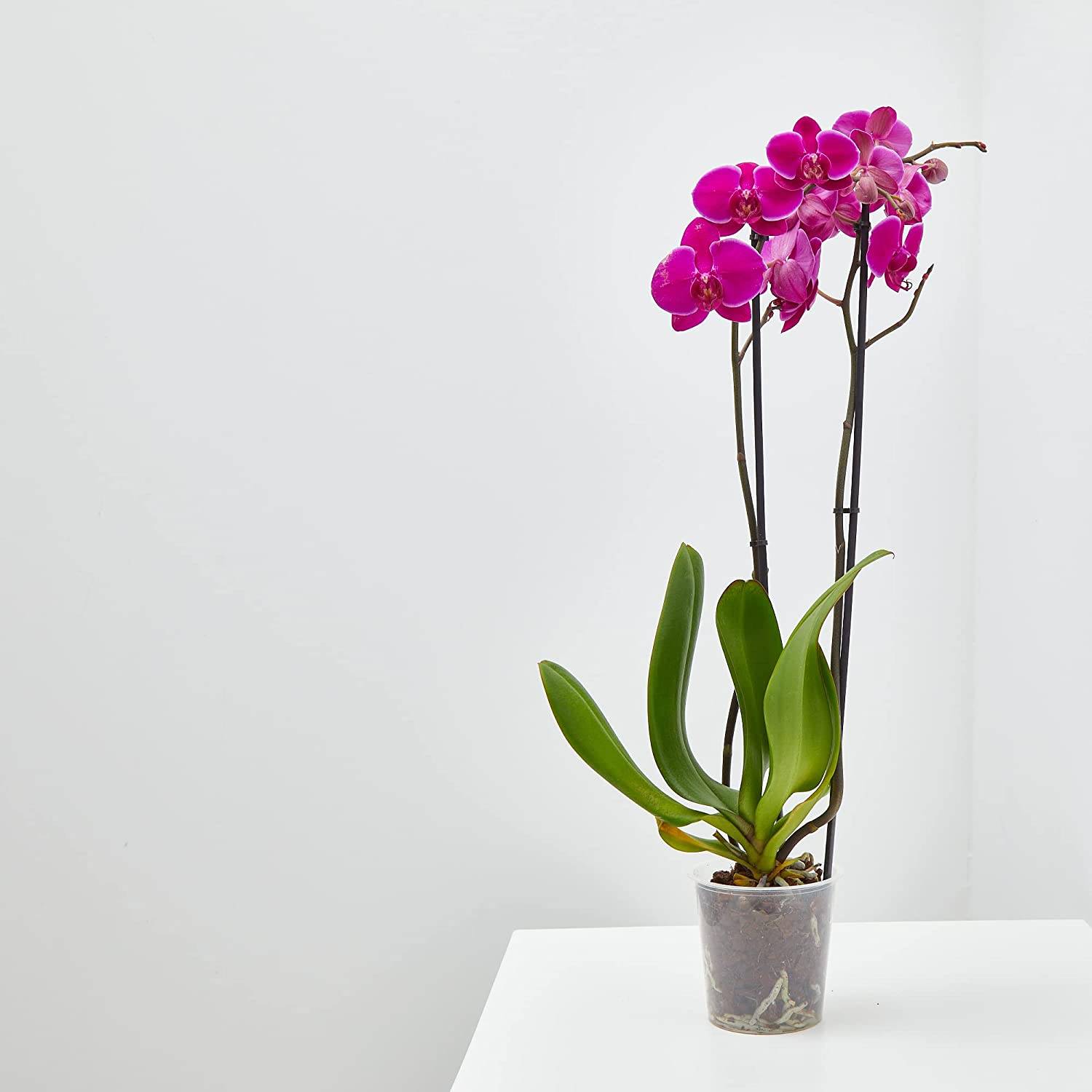 Plantas de Amazon bonitas: una orquídea.