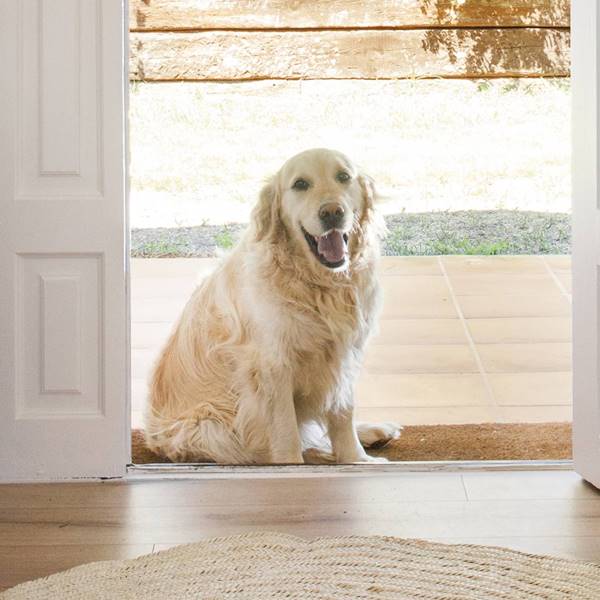recorte de recibidor con perro en la puerta 00458415