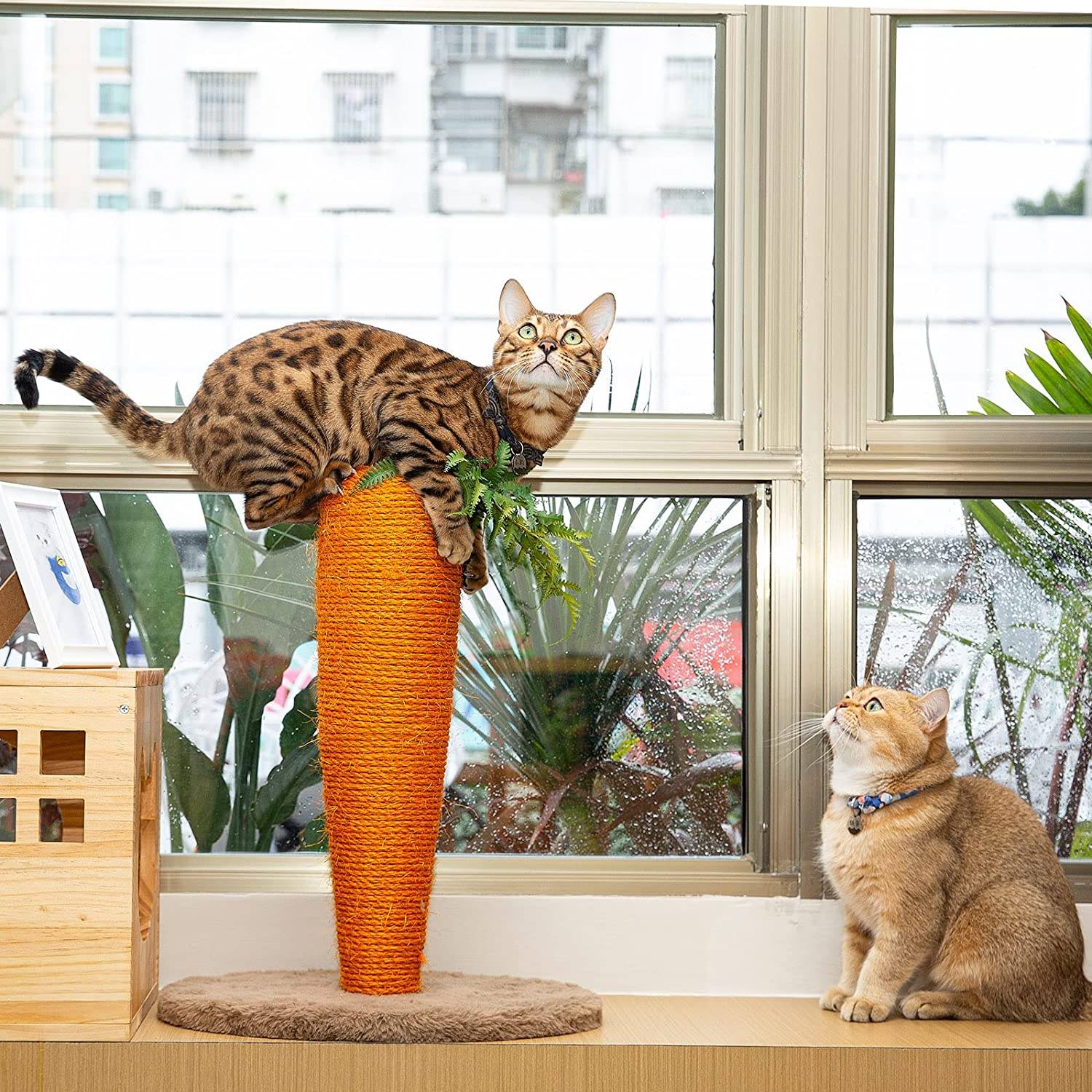 Rascador para gatos con forma de zanahoria de Amazon