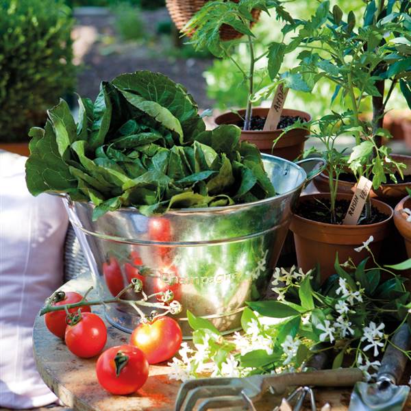 Sobre la mesa, tomatitos, macetas de plantel y lechuga