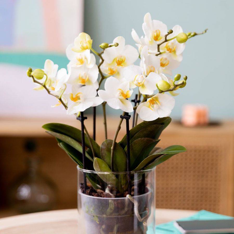 Un elegante ramo de orquídeas blancas.