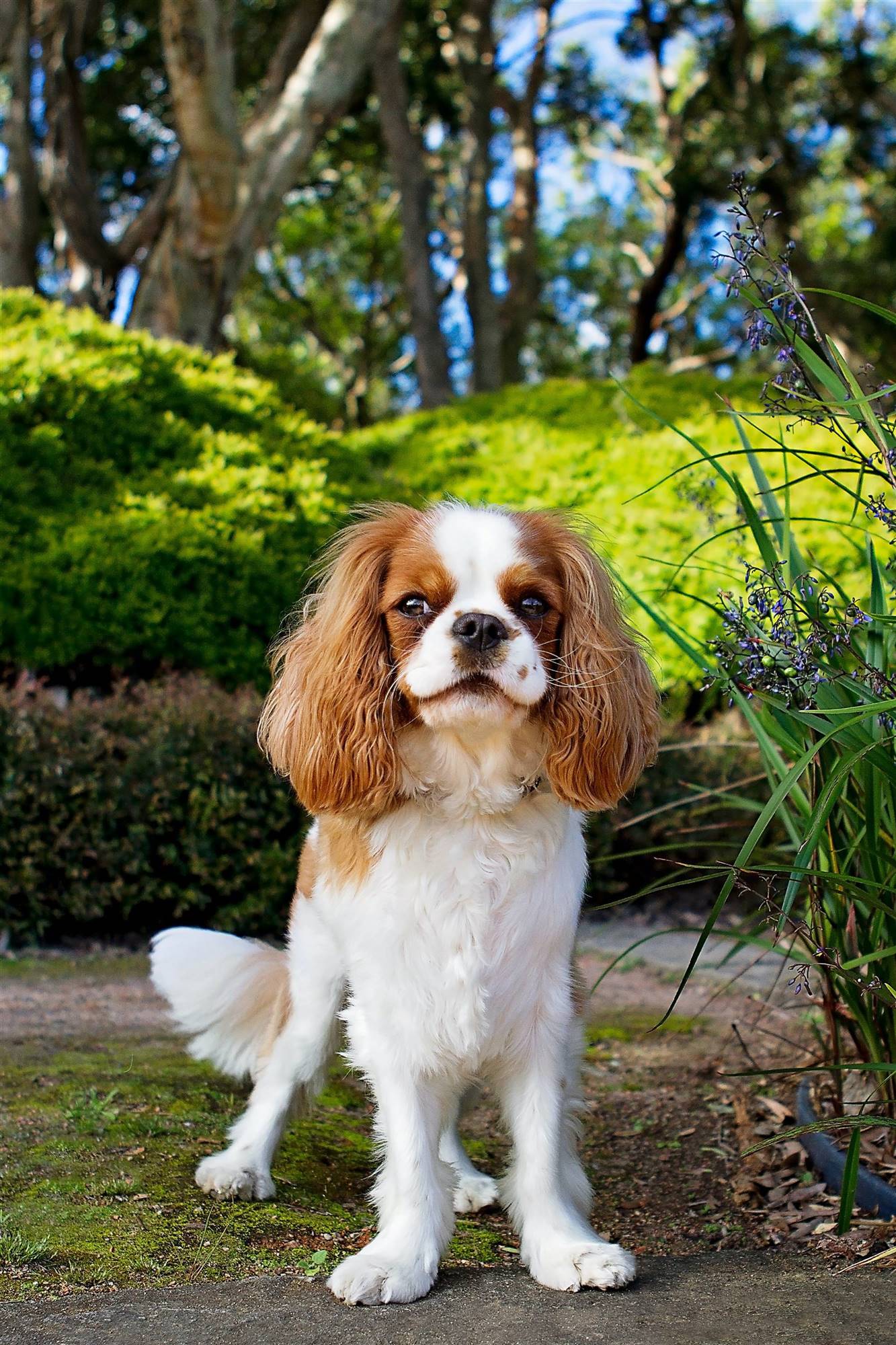 Un perro pequeño, el Cavalier King Charles Spaniel. 