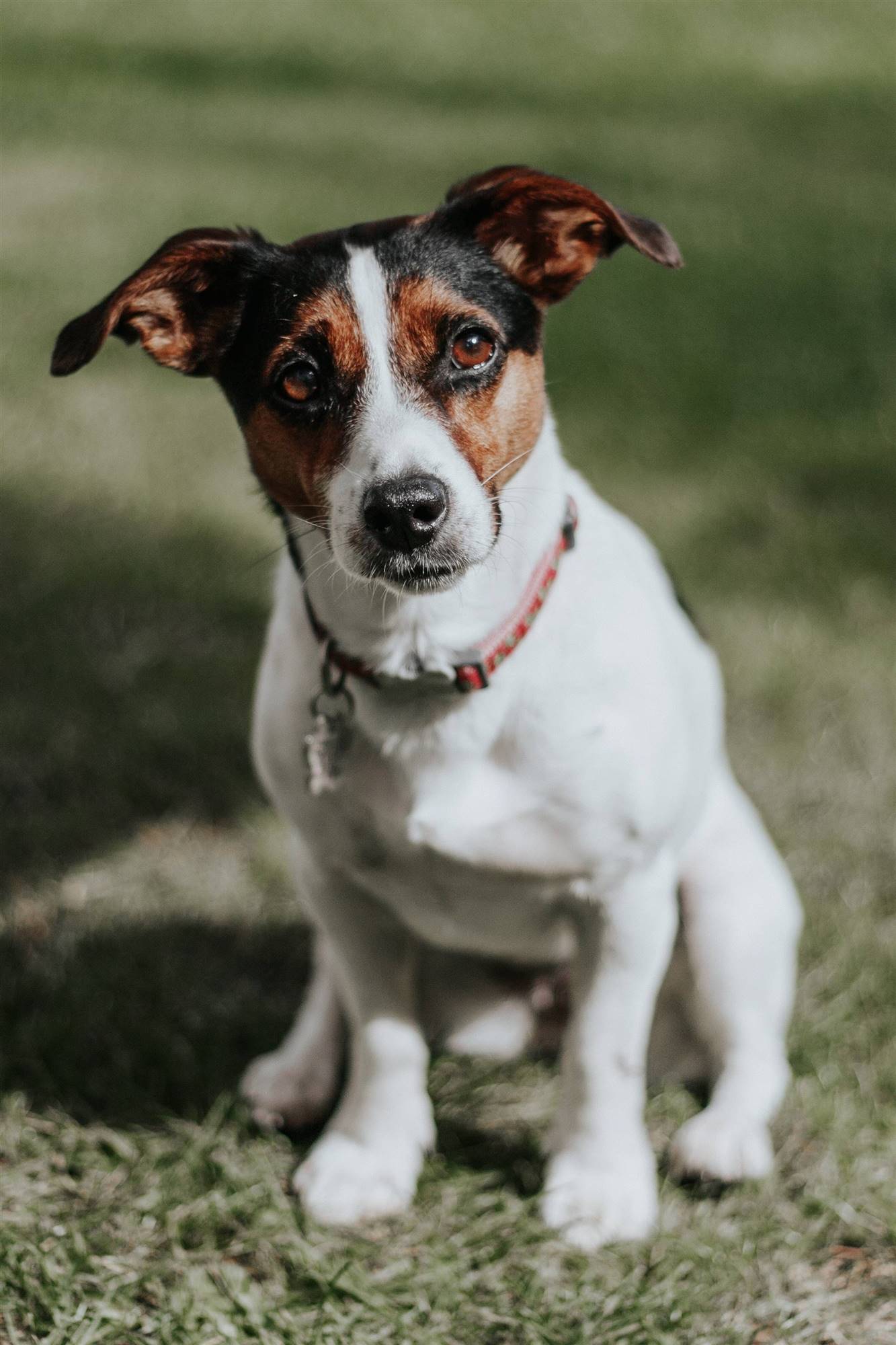 Un Jack Russell Terrier.