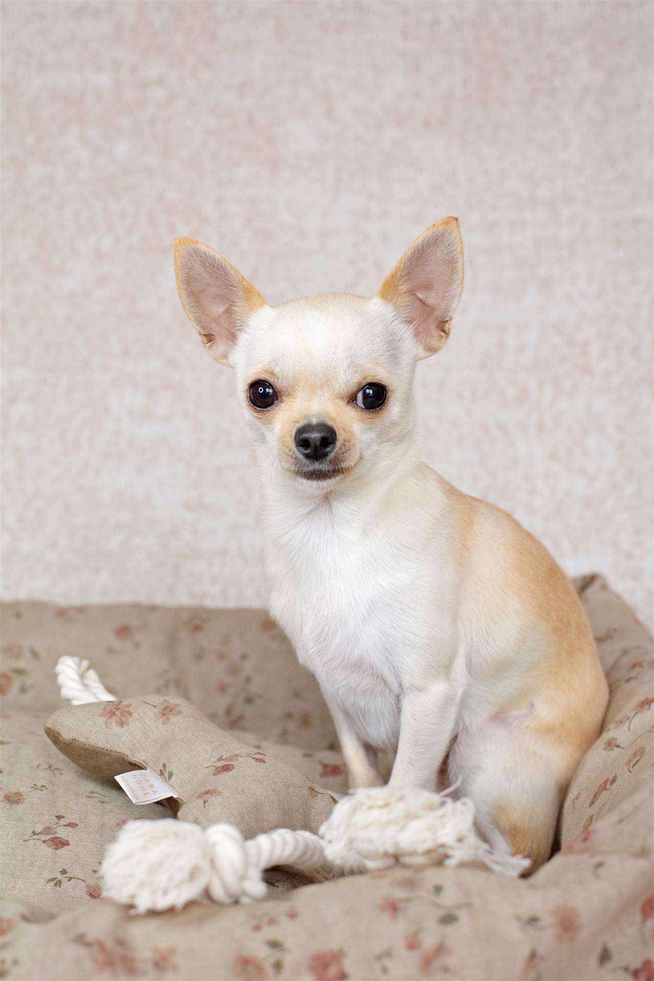 Perro pequeño chihuahua en cama de Zara Home @sitochihuahua