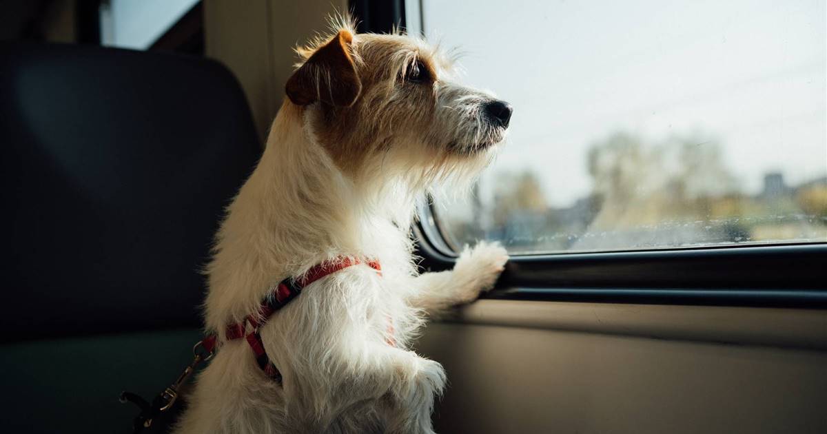 Transeúnte Canoa enlazar Viajar en tren con mascotas: todo lo que tienes que saber