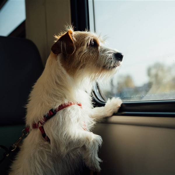 Viajar en tren con mascotas: todo lo que tienes que saber
