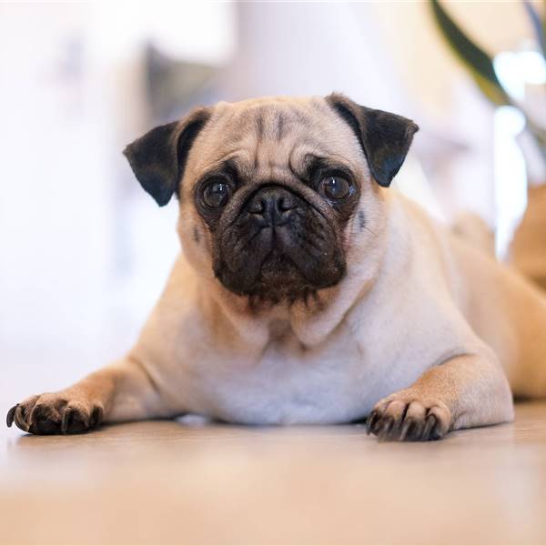 9 razas de perros pequeños que no crecen: ¡ideales para pisos y apartamentos!