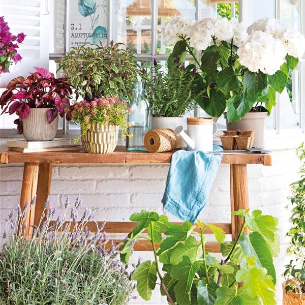 Cómo cuidar tus plantas en junio: tres consejos fáciles para mantenerlas espléndidas
