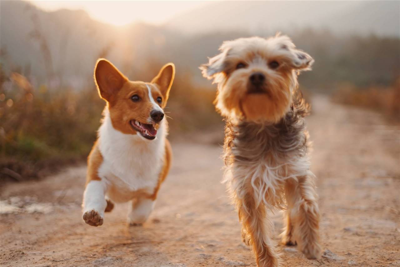 Adjunto archivo Clavijas películas 9 razas de perros pequeños que no crecen