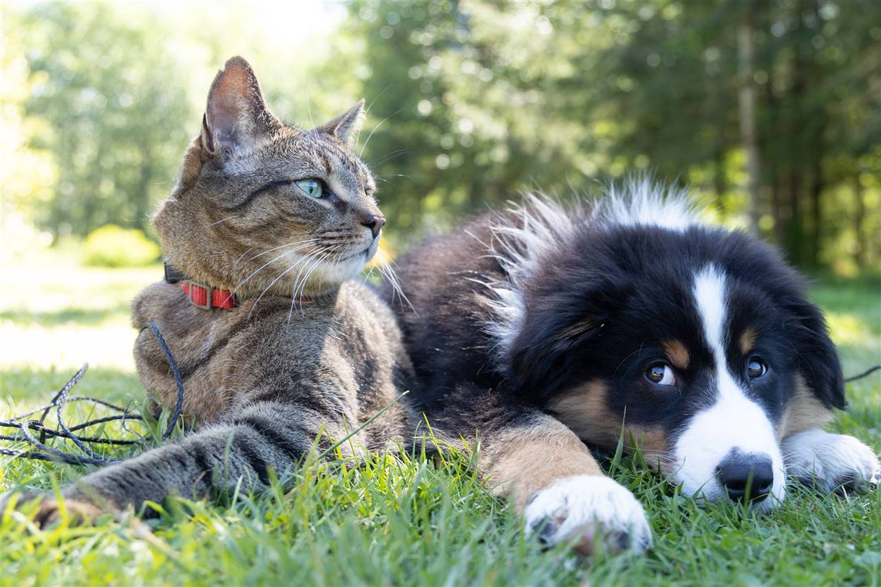 Perro y gato, foto de Andrew S en Unsplash.