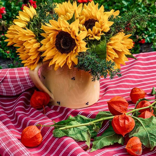 Girasoles: aprende a plantar y regar esta bonita flor de verano, ¡darás ese toque de alegría a tu balcón o terraza!