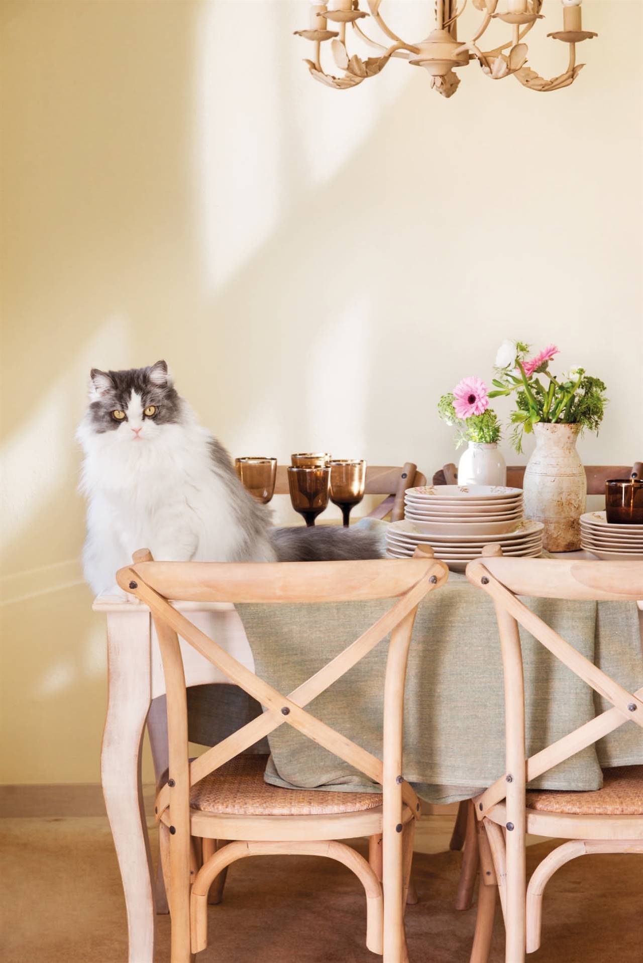 Gato sobre mesa de comedor con vajilla