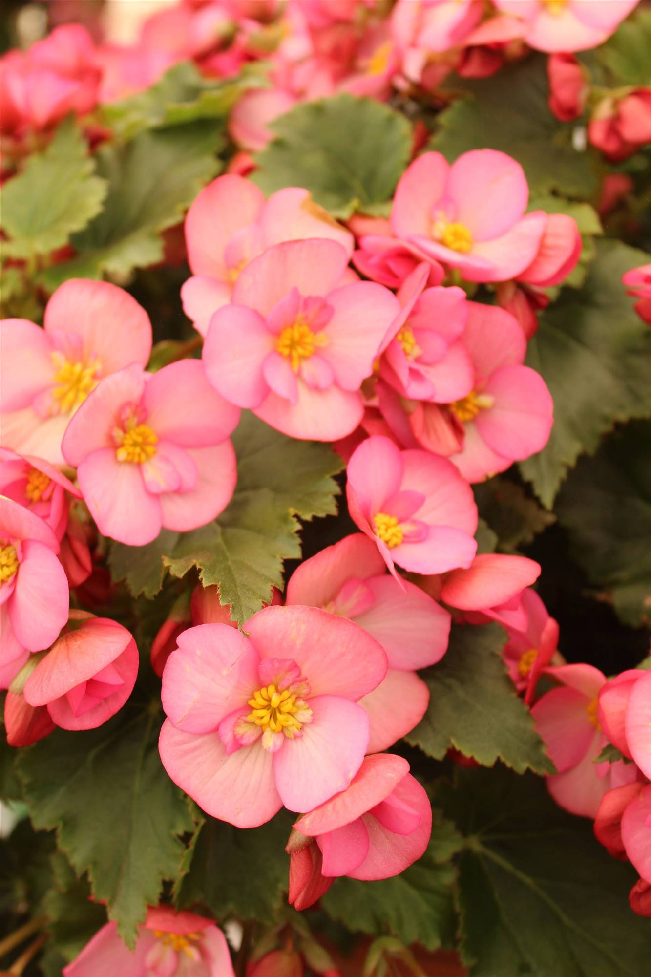 Begonias, las flores más dulces para tu casa 