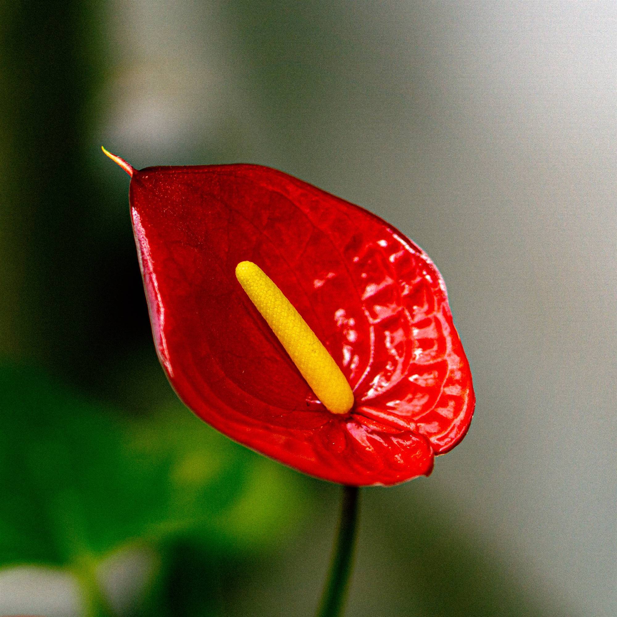 Anthurium rojo: ideal para vestir tu hogar