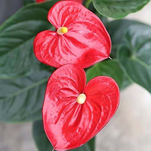 Anturio Rojo, una planta que necesita luz indirecta