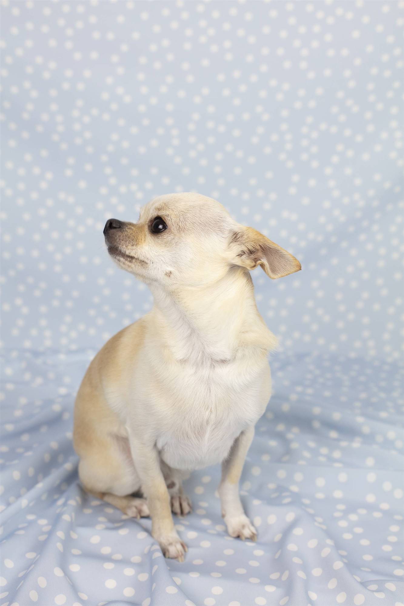 Perro Chihuahua blanco.