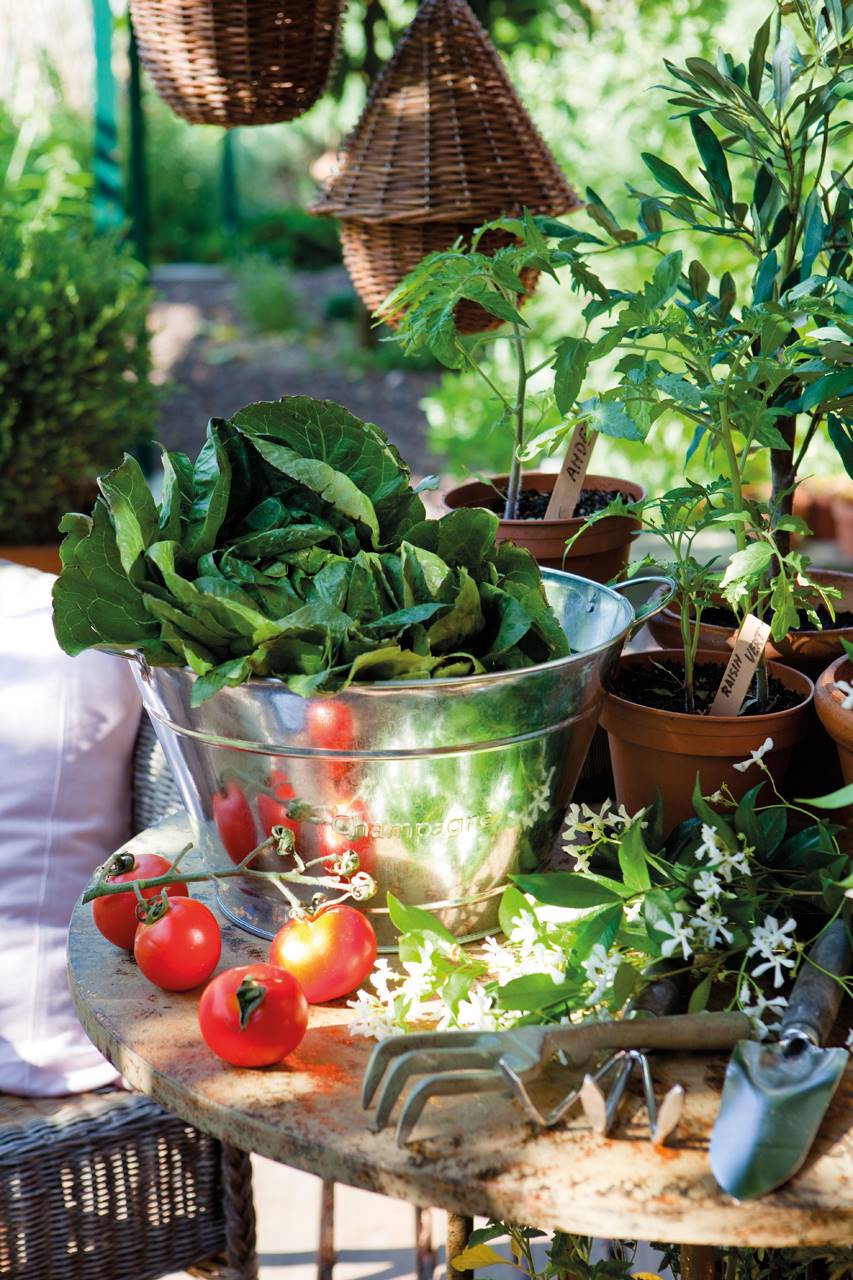 Sobre la mesa, tomatitos, macetas de plantel y lechuga