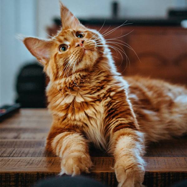 gato amber-kipp-75715CVEJhI-unsplash