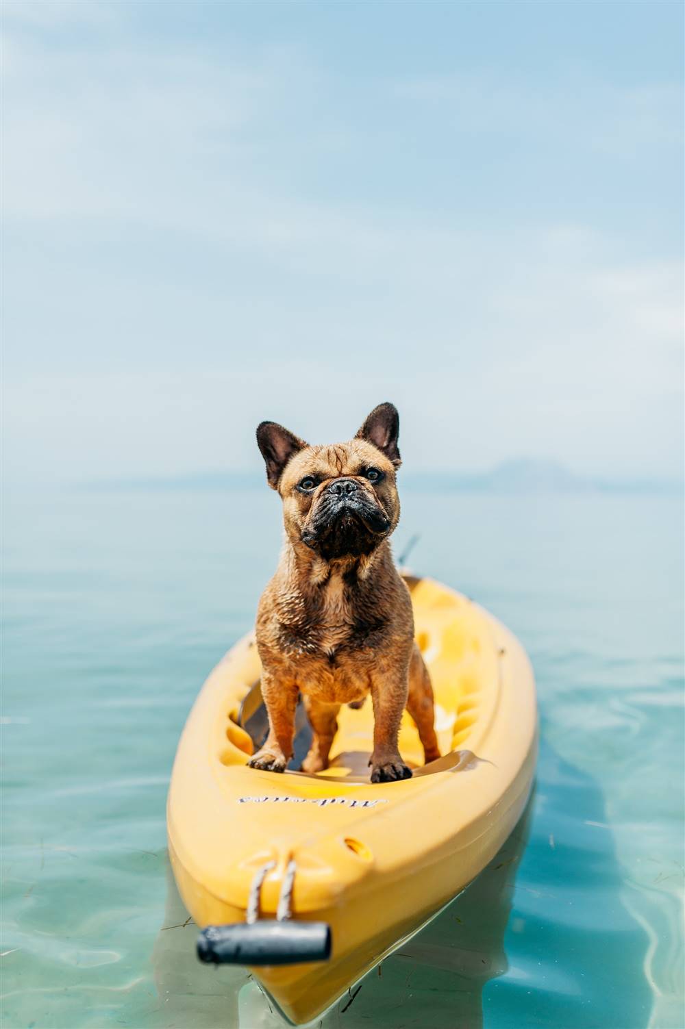 Perro en el mar sobre una canoa.