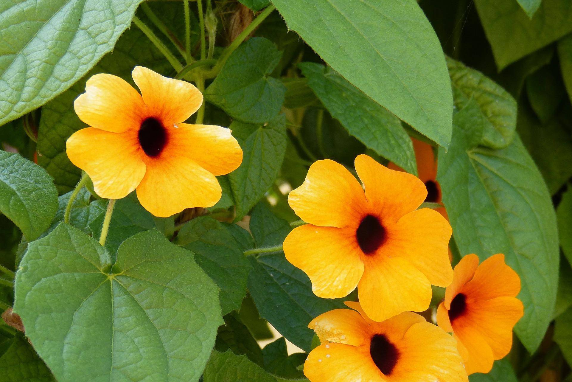 Plantas trepadoras y enredaderas: flor del ojo de poeta naranja 