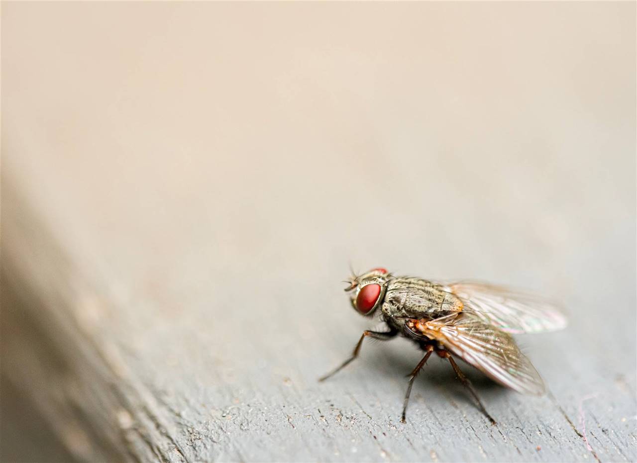 Los cinco remedios caseros más eficaces para espantar las moscas en la casa