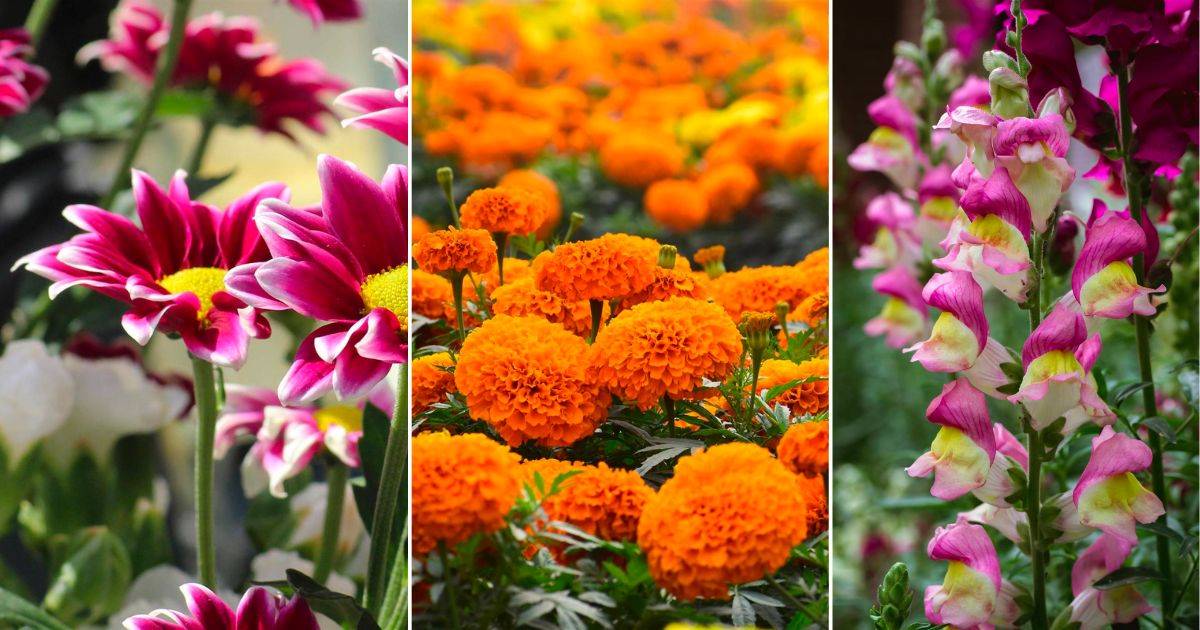 Estas son las 16 plantas de exterior con flor más resistentes al sol para alegrar tu jardín este