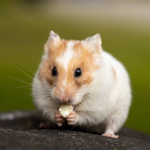 ¿Qué comen los hámsters? Así debes alimentar a tu pequeño roedor