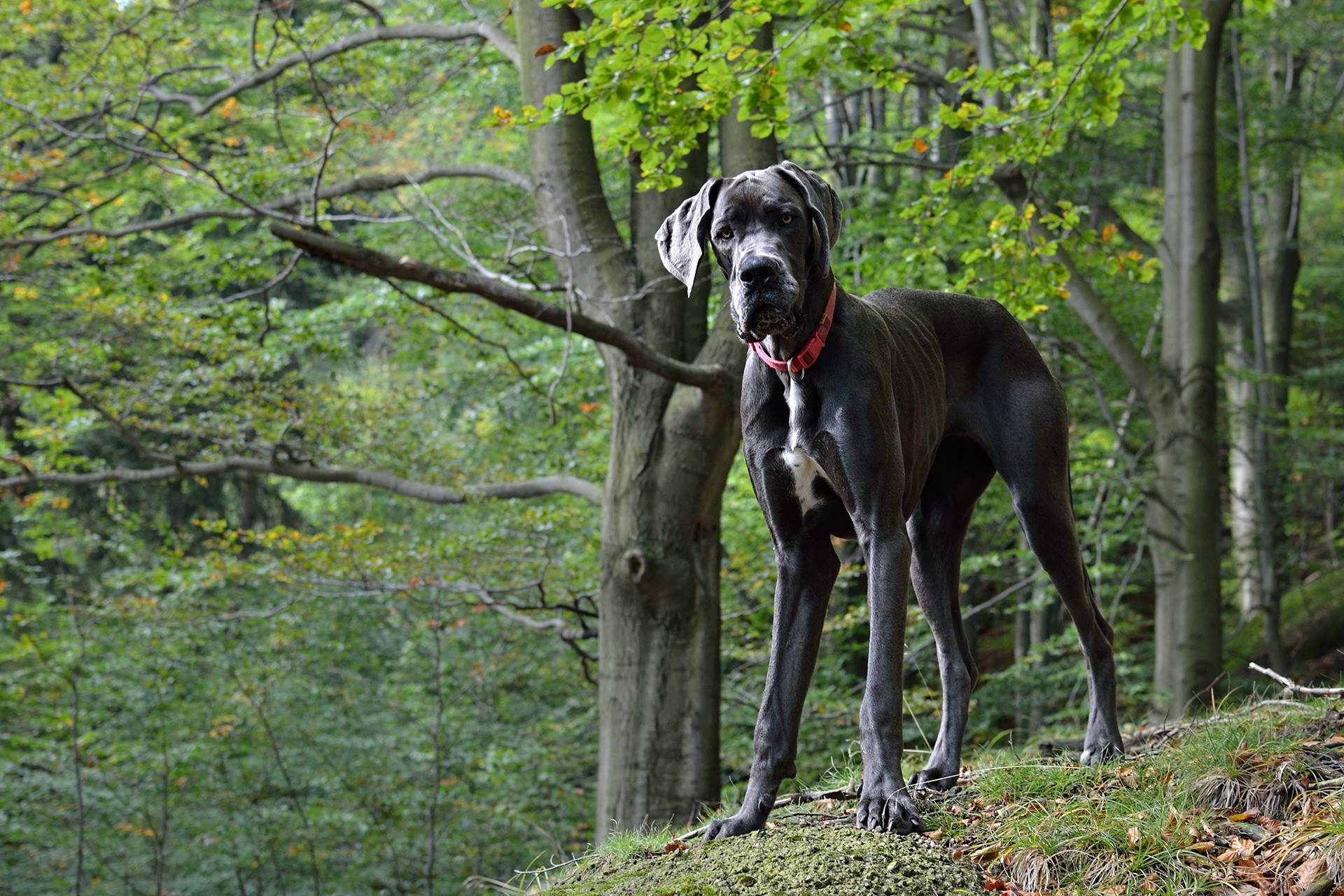 Térmico Entender componente Razas de perros grandes: las 10 más populares y sus características