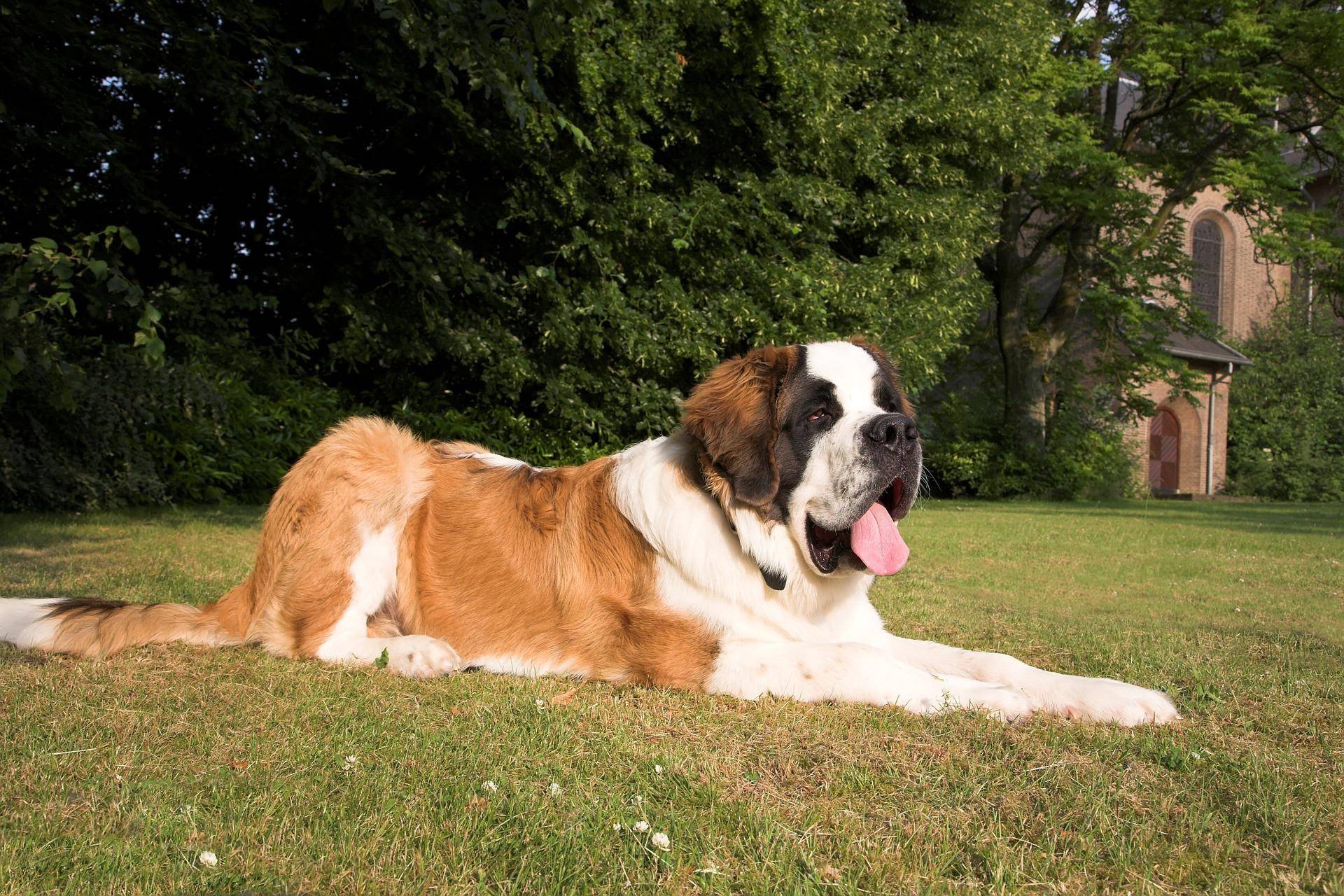 Razas de perros grandes: las más populares sus características