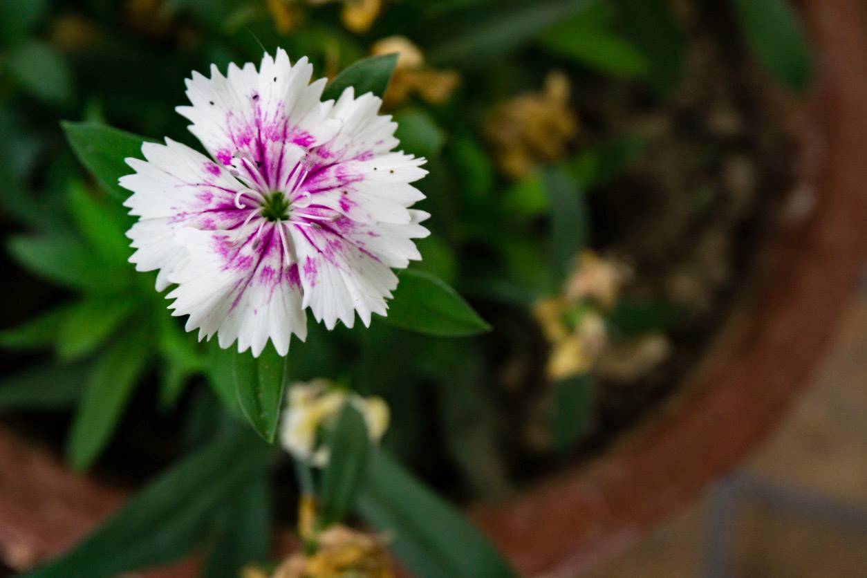 Clavelina, planta de exterior con flor. 