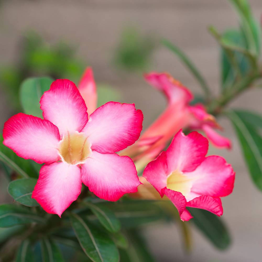 Rosa del desierto: características, cuidados y floración