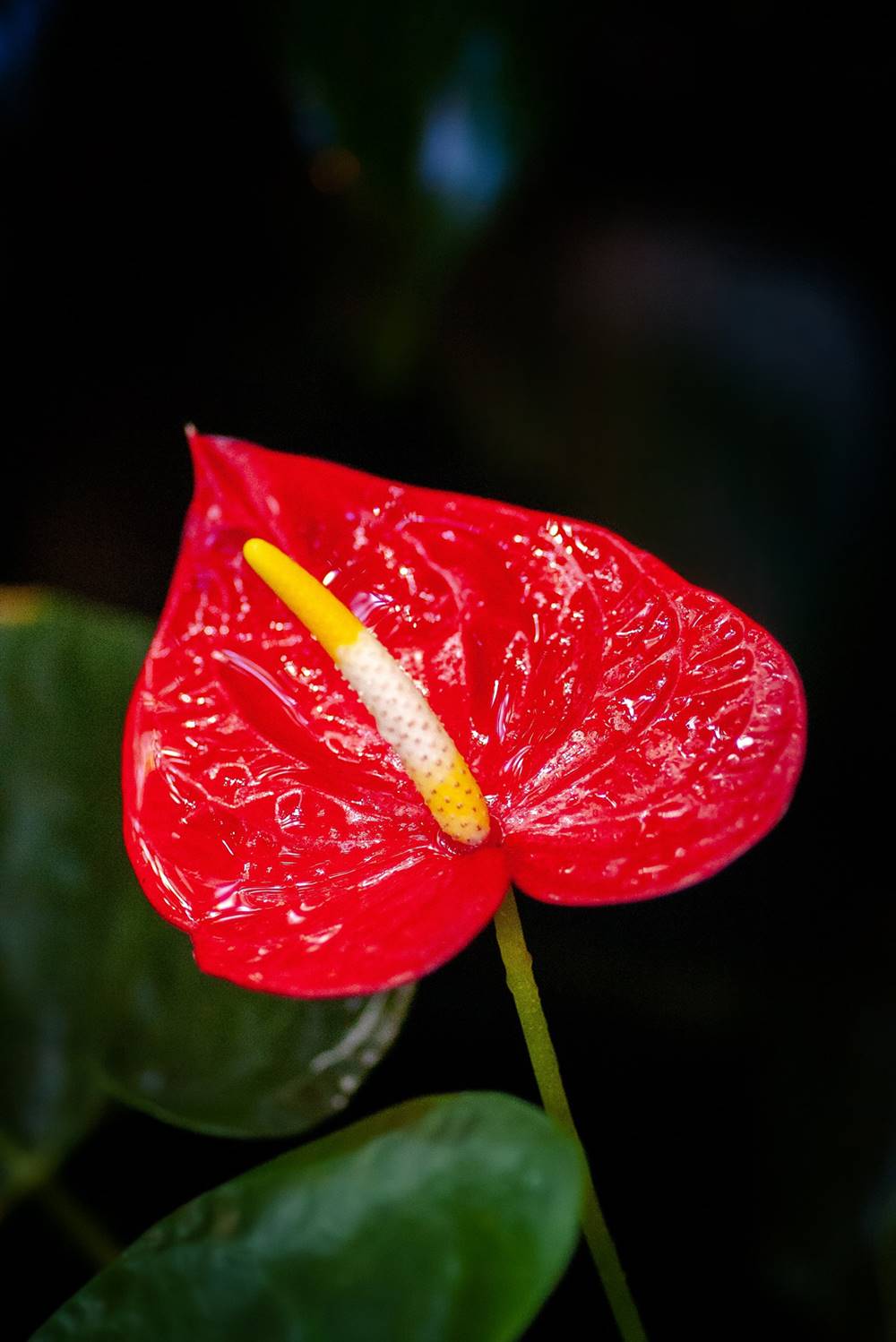 El anturio es una planta de interior muy llamativa y con unas hojas que destacan.