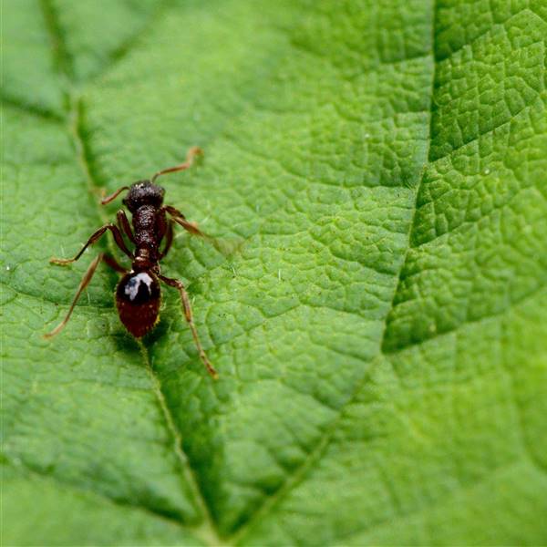 Hormigas: 9 remedios naturales para evitar estos invasores en tu casa este verano
