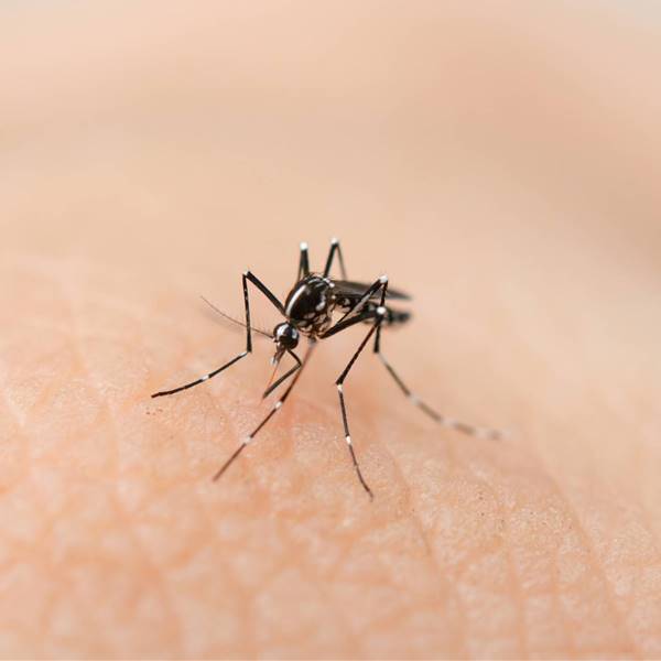 Picadura del mosquito tigre: diferencia con la de un mosquito "normal" y cuánto dura