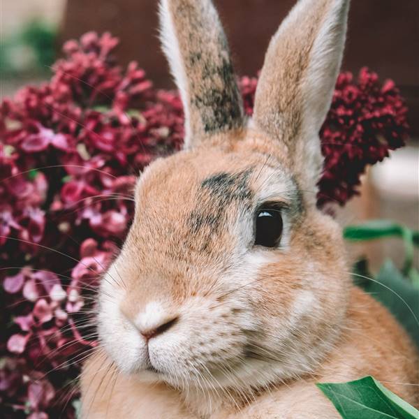 Nombres para conejos: ¡ideas para todos los gustos! 🐰
