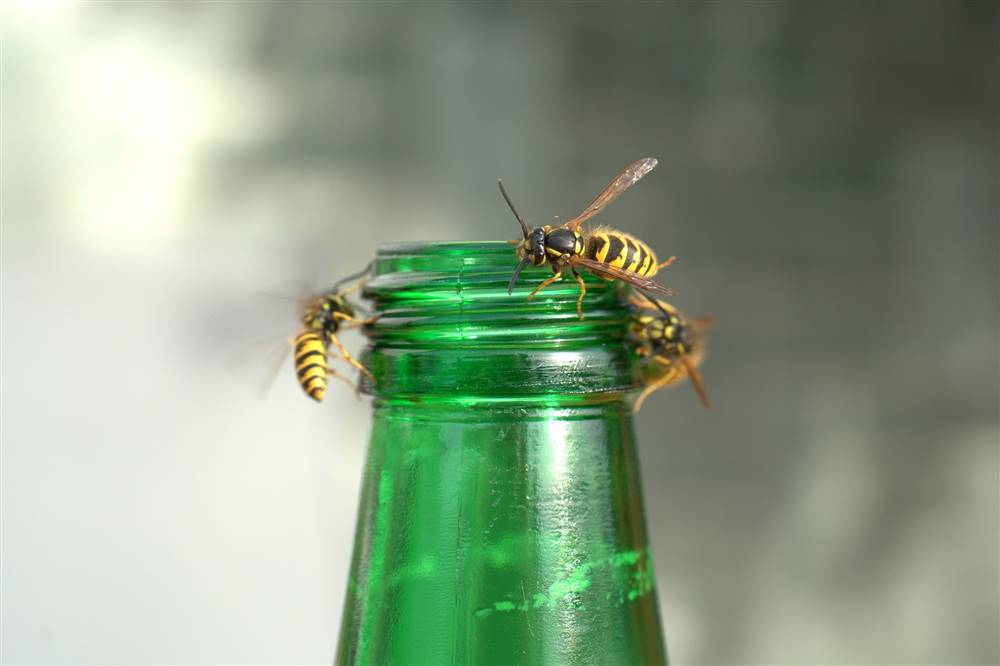 ¿Cómo ahuyentar avispas y abejas?
