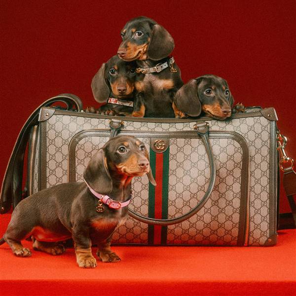 Gucci lanza una colección para mascotas con aires retro (muy lujosos)