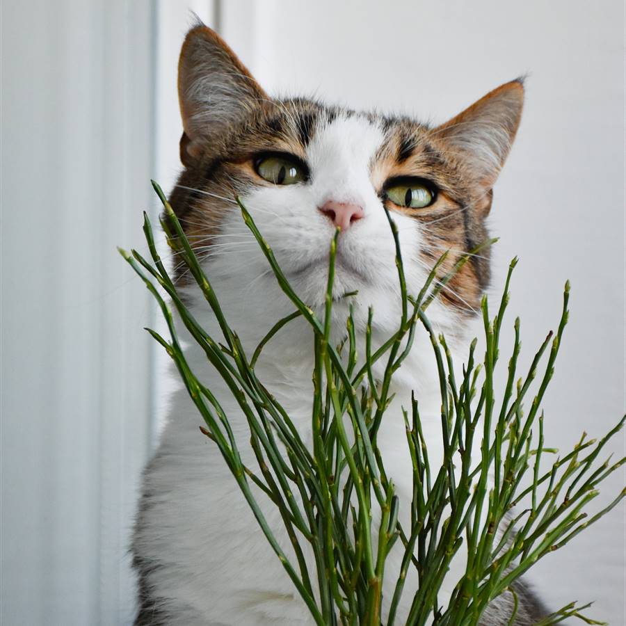 Gato oliendo una planta.