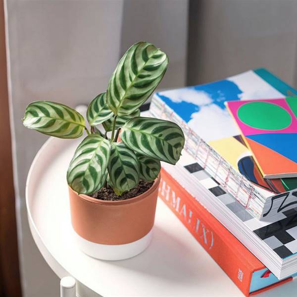 Mini plantas: las plantas pequeñitas de moda que ponen un toque verde y natural en toda tu casa 