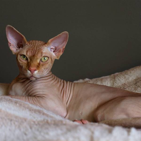 Gato egipcio o esfinge: el rey de los gatos sin pelo