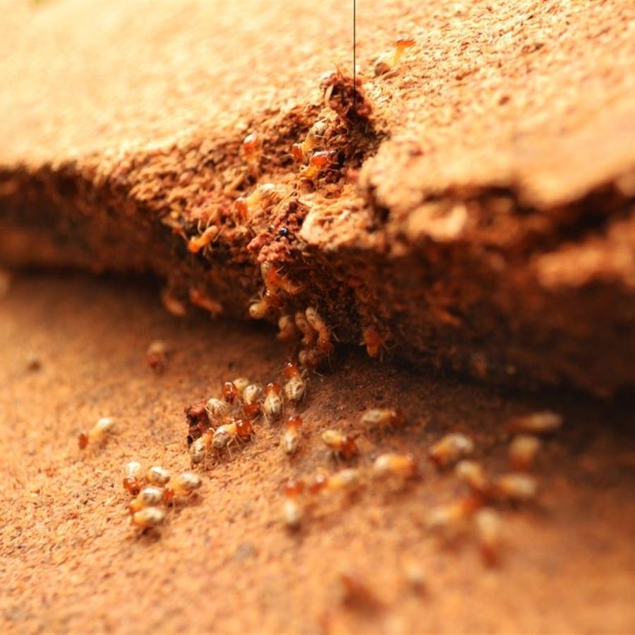 cristiandad Tienda lunes Carcoma, termita y polillas de la madera: qué son, sus diferencias y cómo  eliminarlas