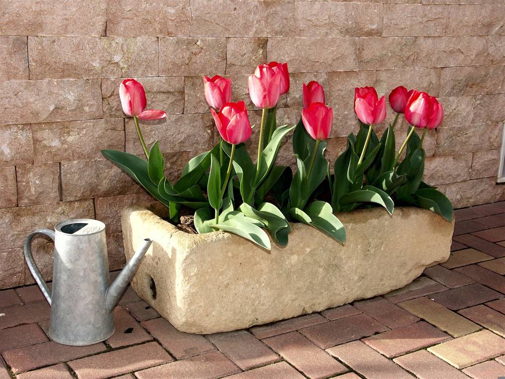 Cómo plantar tulipanes en casa.