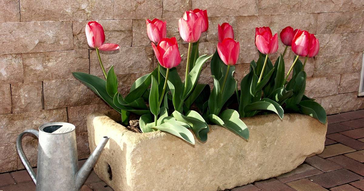 Cómo plantar tulipanes: disfruta en casa de esta bonita flor con los 5  pasos que te damos